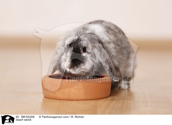 Zwergkaninchen / dwarf rabbit / RR-55266