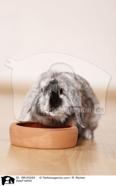 Zwergkaninchen / dwarf rabbit / RR-55269