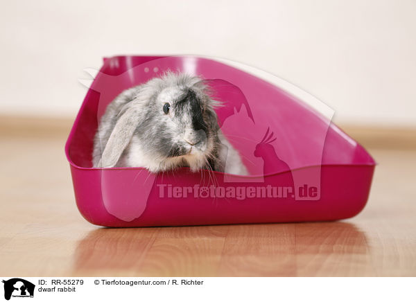 Zwergkaninchen / dwarf rabbit / RR-55279