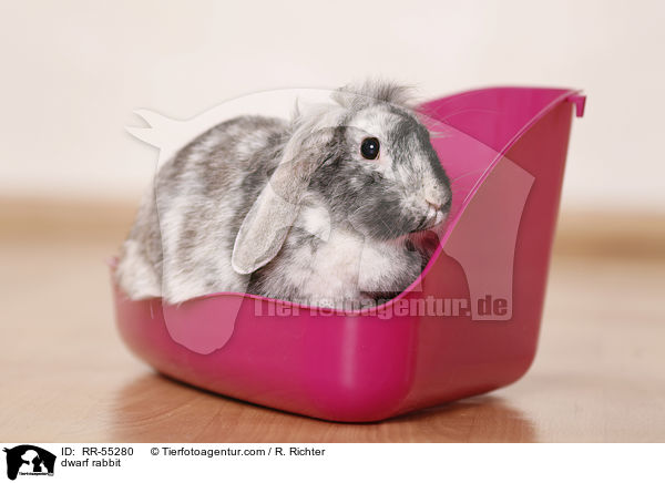 Zwergkaninchen / dwarf rabbit / RR-55280