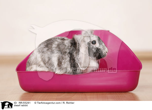 Zwergkaninchen / dwarf rabbit / RR-55281
