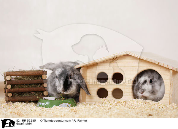 Zwergkaninchen / dwarf rabbit / RR-55285