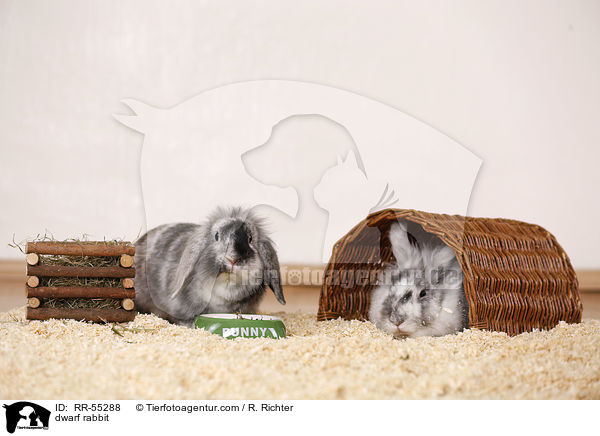 Zwergkaninchen / dwarf rabbit / RR-55288