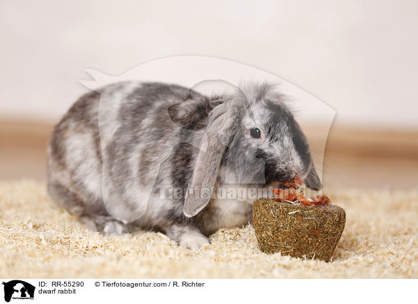 Zwergkaninchen / dwarf rabbit / RR-55290