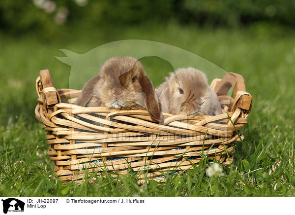 Zwergwidder / Mini Lop / JH-22097