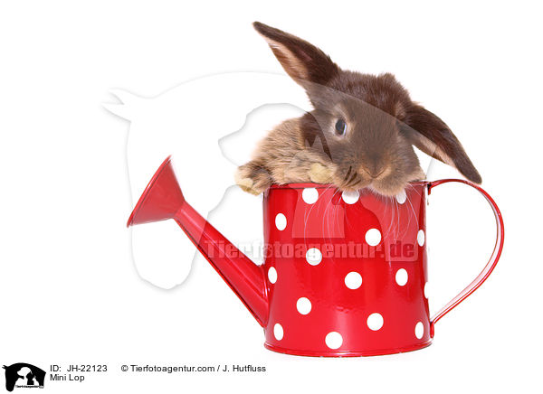 Zwergwidder / Mini Lop / JH-22123