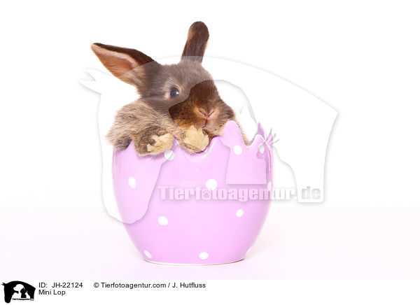 Zwergwidder / Mini Lop / JH-22124