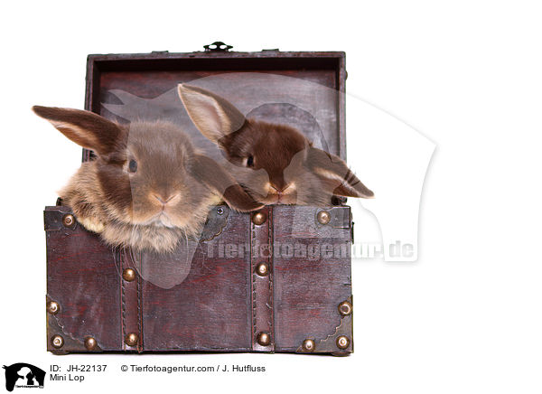 Zwergwidder / Mini Lop / JH-22137