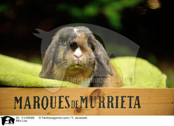 Zwergwidder / Mini Lop / YJ-09086