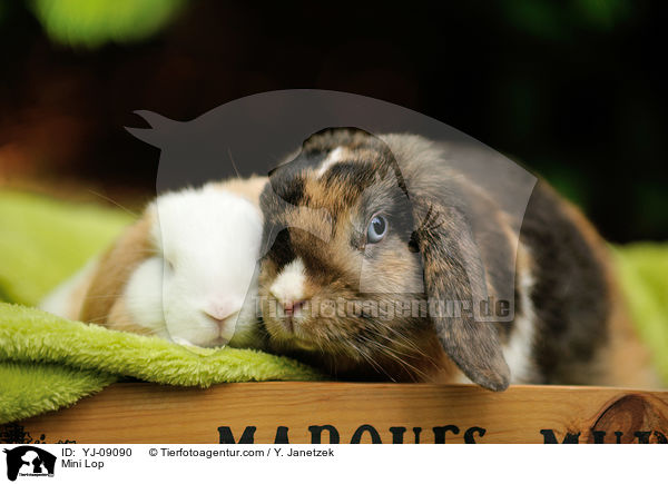 Zwergwidder / Mini Lop / YJ-09090