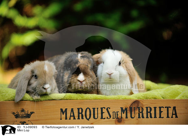 Zwergwidder / Mini Lop / YJ-09093