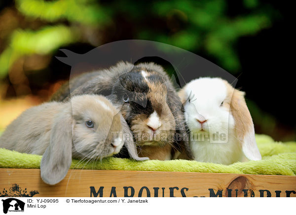 Zwergwidder / Mini Lop / YJ-09095