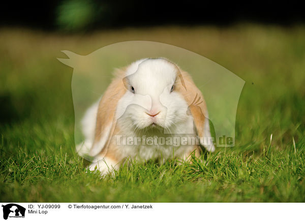 Zwergwidder / Mini Lop / YJ-09099