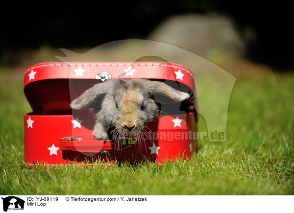 Zwergwidder / Mini Lop / YJ-09119