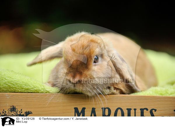 Zwergwidder / Mini Lop / YJ-09128