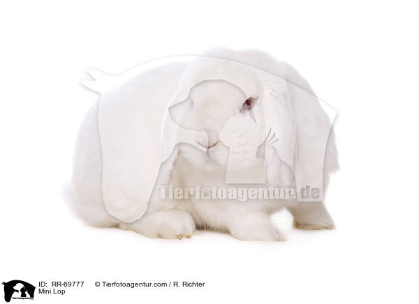 Zwergwidder / Mini Lop / RR-69777