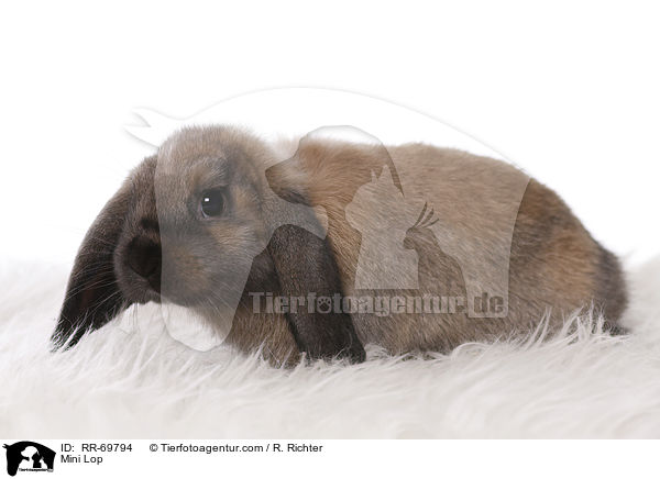 Zwergwidder / Mini Lop / RR-69794