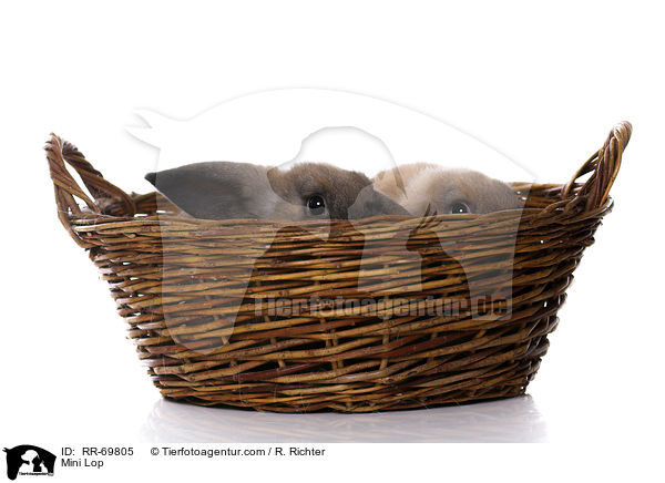 Zwergwidder / Mini Lop / RR-69805