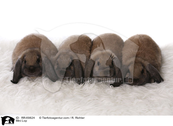 Zwergwidder / Mini Lop / RR-69824