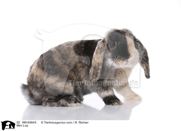 Zwergwidder / Mini Lop / RR-69845