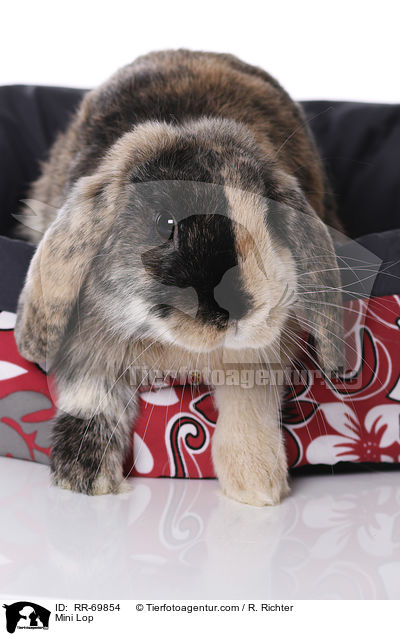 Zwergwidder / Mini Lop / RR-69854