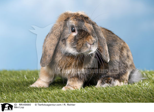 Zwergwidder / Mini Lop / RR-69880