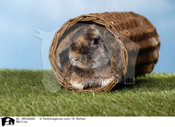 Zwergwidder / Mini Lop / RR-69882