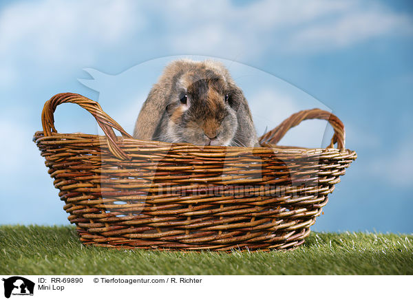 Zwergwidder / Mini Lop / RR-69890