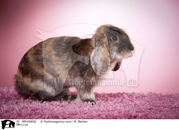 Zwergwidder / Mini Lop / RR-69899