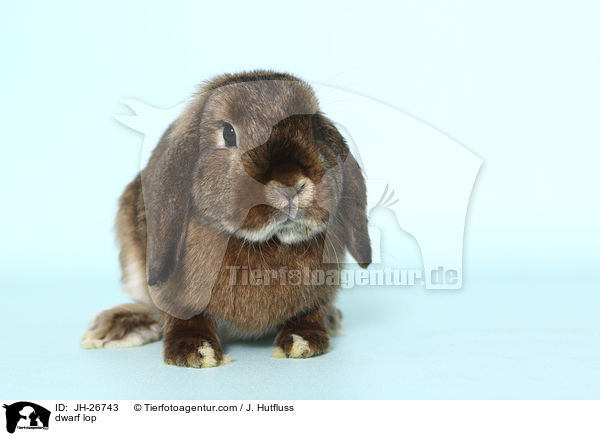 Zwergwidder / dwarf lop / JH-26743