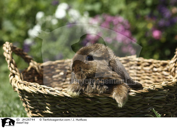 Zwergwidder / dwarf lop / JH-26744