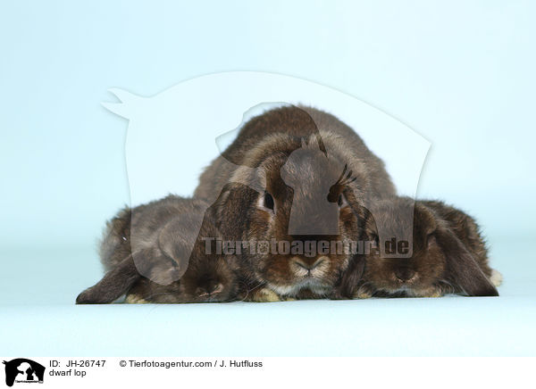Zwergwidder / dwarf lop / JH-26747