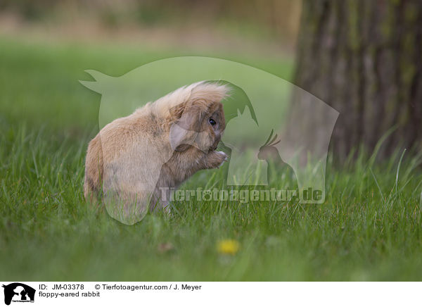 Zwergwidder / floppy-eared rabbit / JM-03378