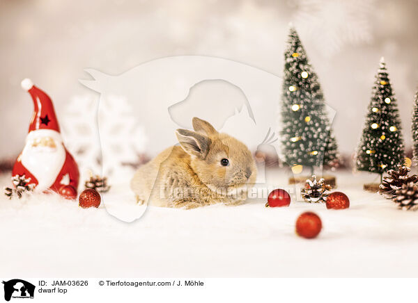 Zwergwidder / dwarf lop / JAM-03626
