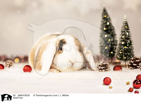 Zwergwidder / dwarf lop / JAM-03635
