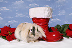 christmas bunny