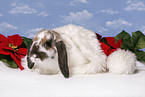 christmas bunny
