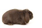 dwarf lop-eared bunny