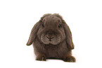 dwarf lop-eared bunny