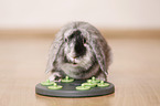 dwarf rabbit