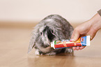 dwarf rabbit