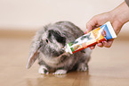 dwarf rabbit