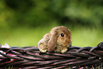 Mini Lop