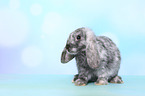 Mini Lop