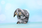 Mini Lop