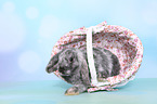 Mini Lop