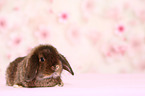Mini Lop