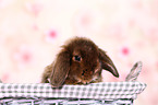 Mini Lop