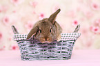 Mini Lop