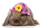 Mini Lop